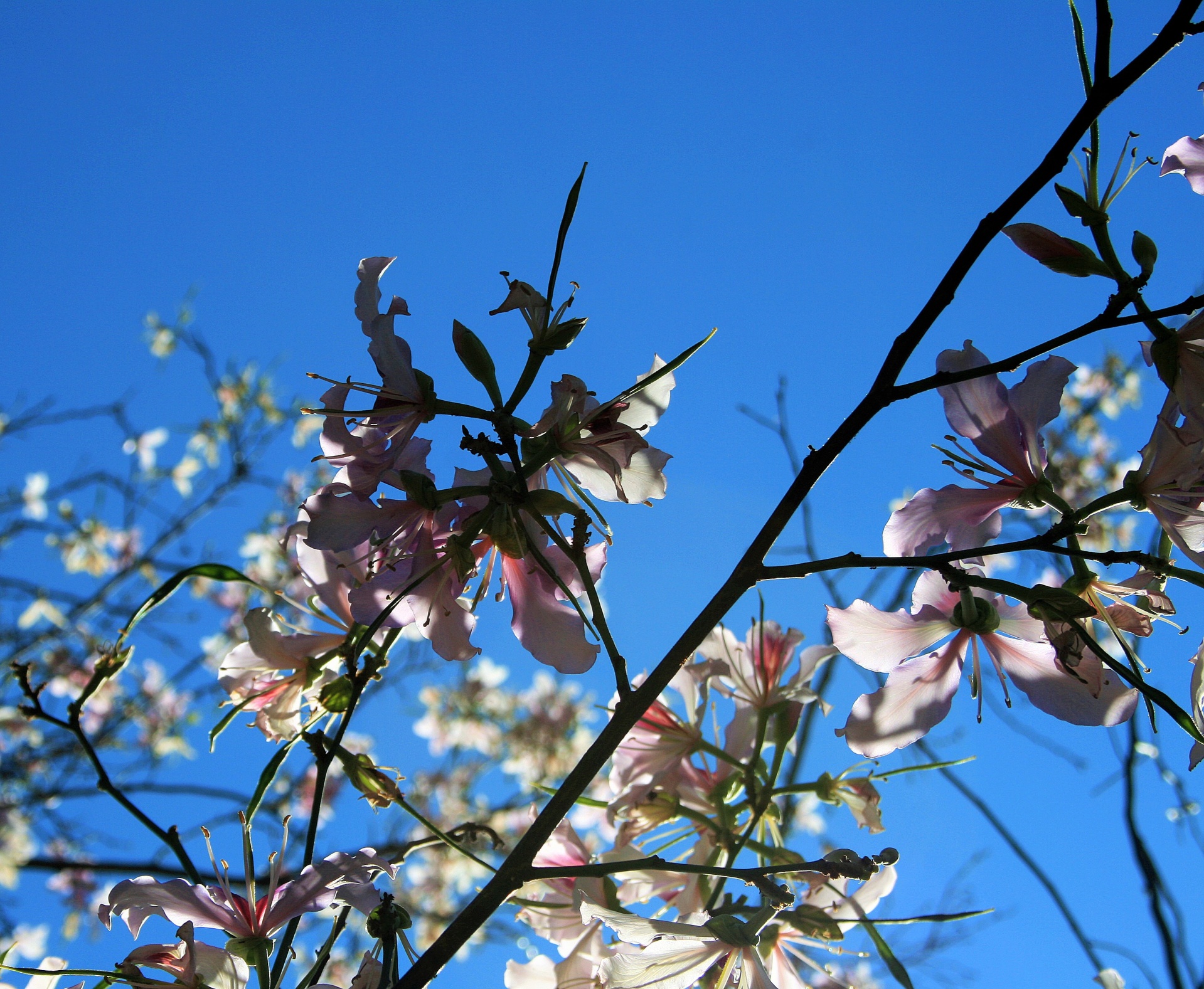 Camel's Foot Flowers Against Sky