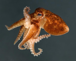 Squid: Image provided by the author
