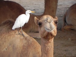 White bird sitting on camel's back