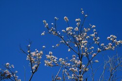 Camel's Foot Flowering