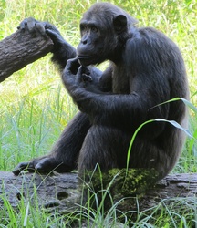 Confused Chimp: Chimpanzee sitting and looking confused