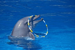 Dolphin with ring over nose