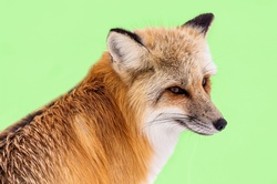 Beautiful head of a red fox portrait on green background