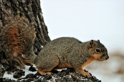 Fox Squirrel On Snowy Tree: Close-up of a cute little fox squirrel as he sits on a snowy tree stump in winter.