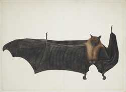 Great Indian Fruit Bat