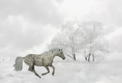 Horse Galloping In Snow: Winter scene of beautiful horse galloping through the snow