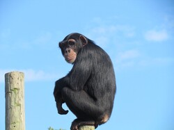 Monkey on a Pole