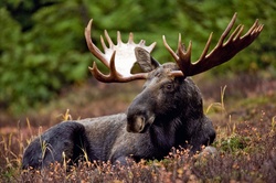 Moose in Russia