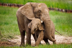 Mother and baby elephant at the zoo