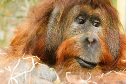 The adult male of the orangutan