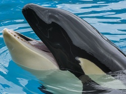 Profile of a black and white ORCA whale at Sea World, San Diego California