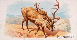 Reindeer Year 1890 Artist Unknown Allen & Ginter Public Domain