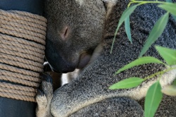 Sleeping Koala Bear: Koala asleep in bamboo