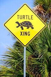 Turtle crossing sign on hwy 80 Tybee Island, Georgia