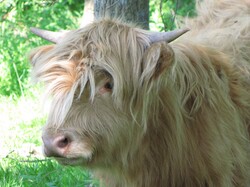 Highland cow in the Opal Coast