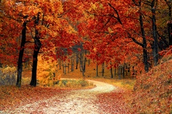 Colorful Scenic Landscape of Autumn Colors