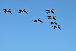 A group of Canada geese, flying in v-formation, against a blue sky background, with room for text at bottom.