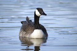 Canada Goose: photography of water bird