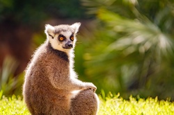 Lemur sitting on the grass