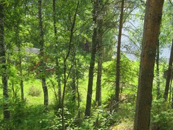 Meadow And A Forest: Looking downhill through a forest to a meadow with a cottage and a sauna in Savonlinna, Finland.