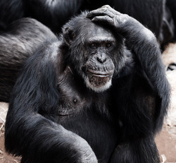 Old chimpanzee thinking