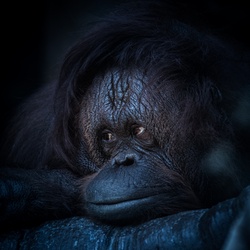 Sad orangutan portrait
