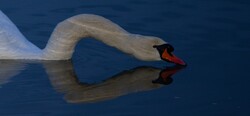 Swan with head on the water