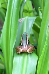 Tree frog crawling between leaves in jungle