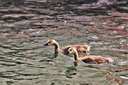 Two Canada Goose Goslings Swimming: Close-up of two Canada goose goslings swimming in a sparkling lake.