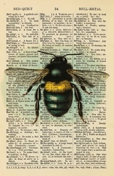 Vintage Bee Dictionary Page: Vintage illustration of a beautiful detailed bumblebee on old vintage dictionary page
