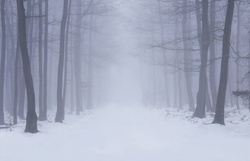 Winter Forest Snow Trees