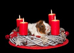 Advent wreath with guinea pig