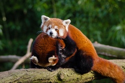 Couple of Red Pandas, Luv