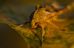 Owlet Moth