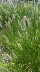 Twitch Grass and Flower