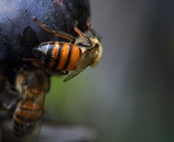 A Bee Feeding On Ripe Grape Kernel