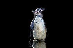 Penguins isolate on the black background