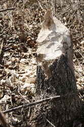 Beaver Tree Cut Down