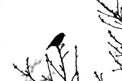 Bird Silhouette