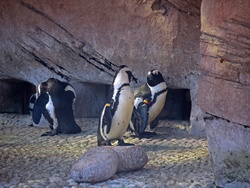 Black and white jackass penguins