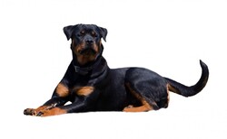Rottweiler dog laying down isolated on white background