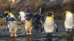 Group of emperor penguins standing