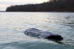 Log floating on water