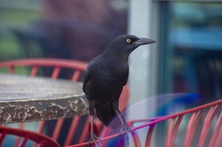 Common Grackle Bird