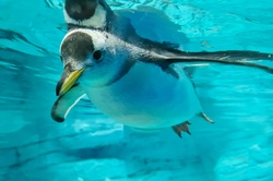 Penguin Underwater