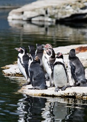 Penguins by the water worshipping in the sun