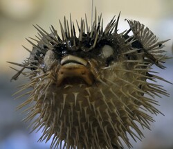 Close up of a blowfish in a shell store not looking as happy as his counterpart in another photo