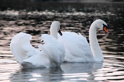 Swan Lake Love