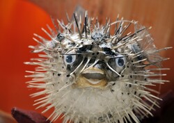 Smiling Blowfish