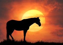 Sunset Horse Silhouette